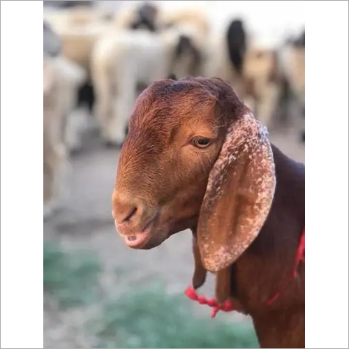 मांस के लिए बकरी
