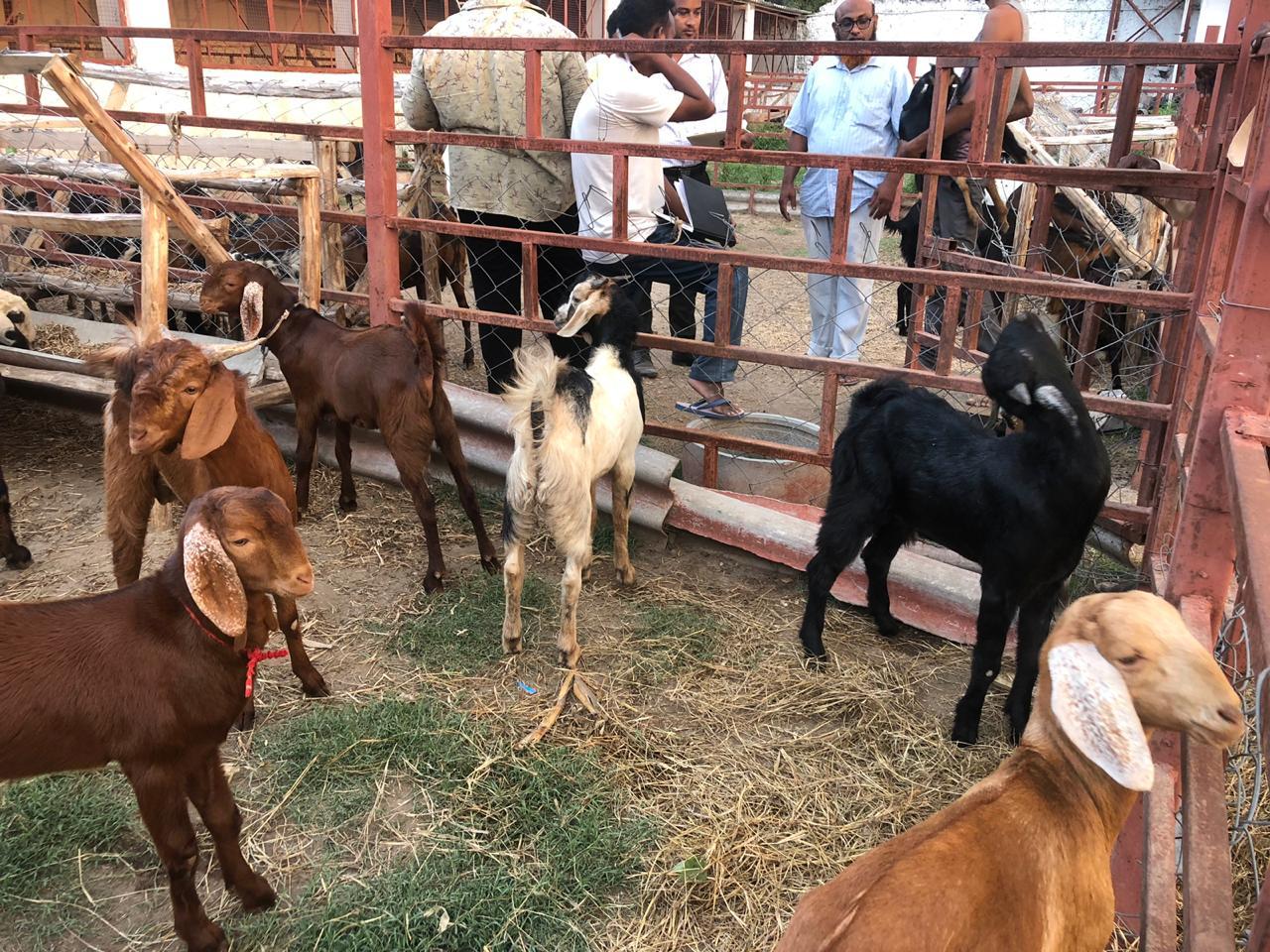 Goats For Meat - Age 4-12 Months Weight 15-50 Kg | Well-bred Vaccinated Champion Breeds Available