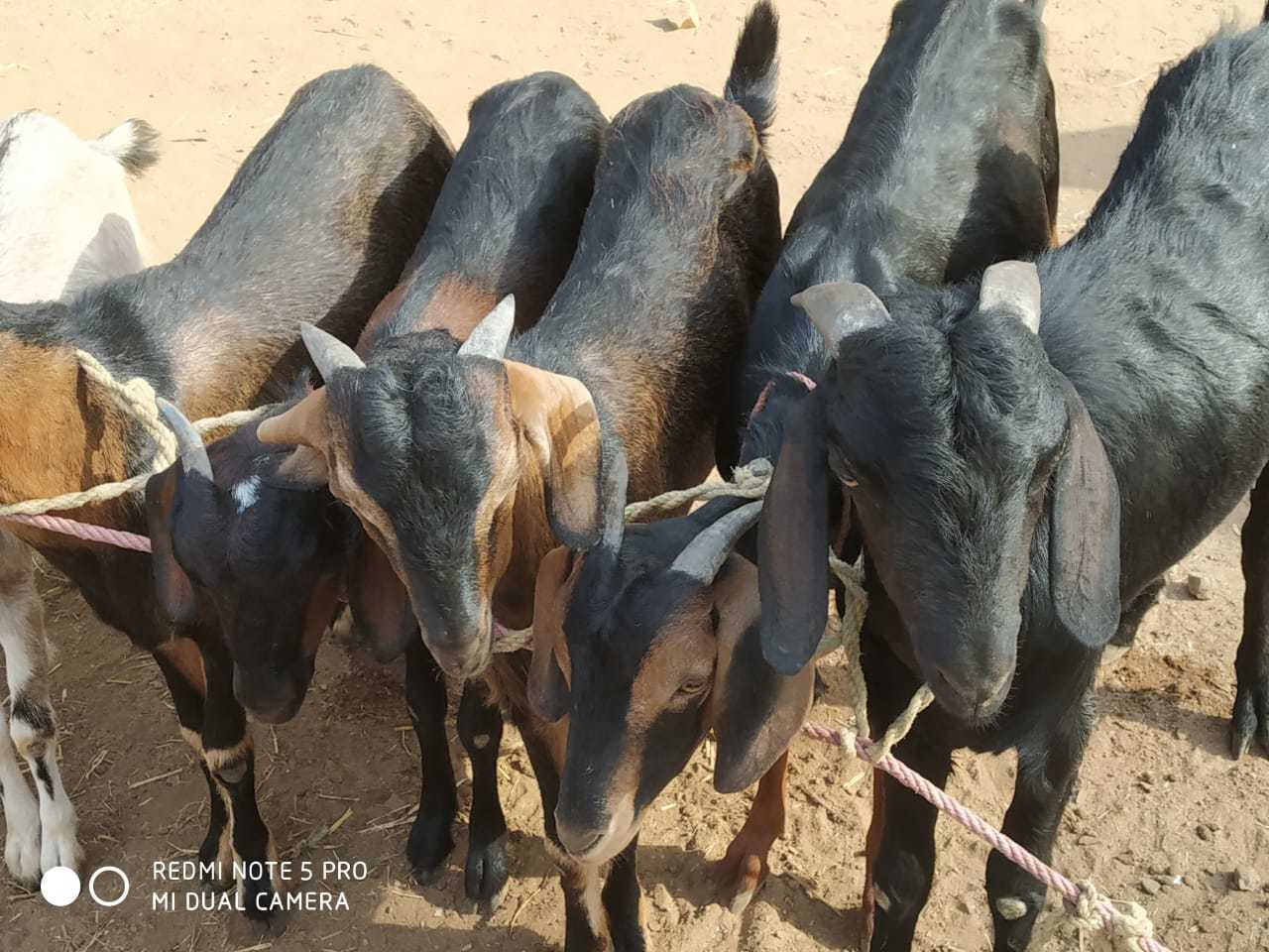 Goats For Meat - Age 4-12 Months Weight 15-50 Kg | Well-bred Vaccinated Champion Breeds Available