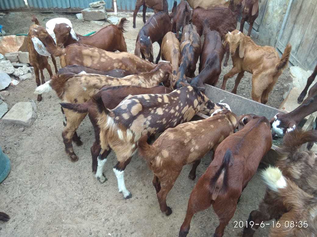 Goats For Meat - Age 4-12 Months Weight 15-50 Kg | Well-bred Vaccinated Champion Breeds Available