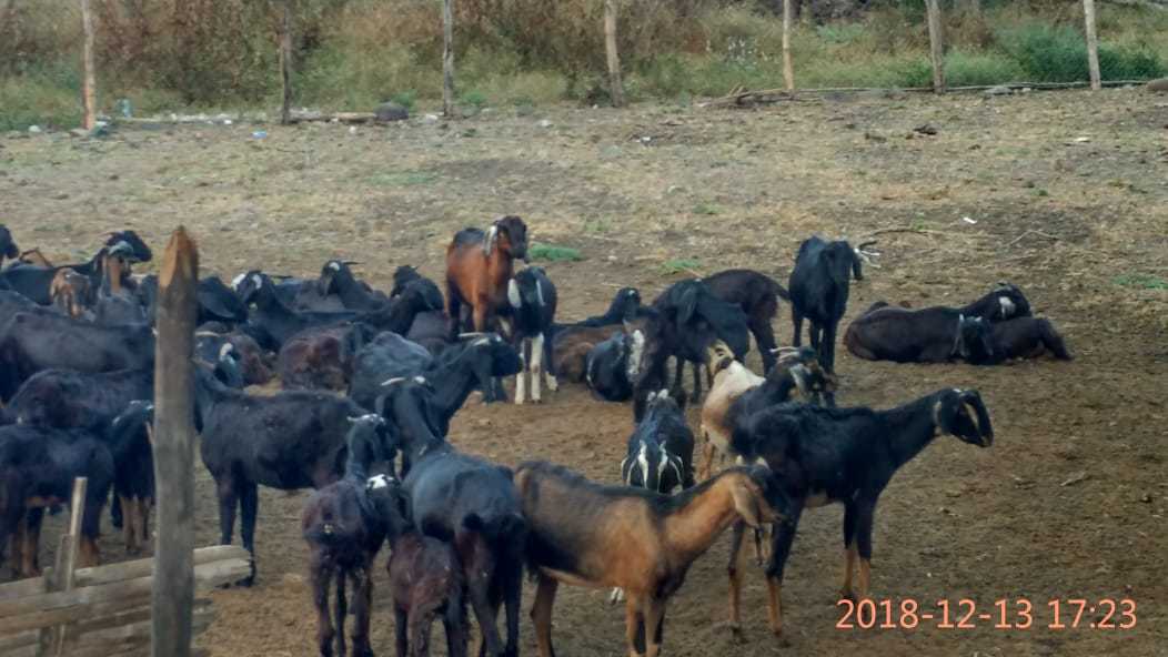 Goats For Meat - Age 4-12 Months Weight 15-50 Kg | Well-bred Vaccinated Champion Breeds Available