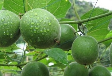 Monk Fruit Juice Powder