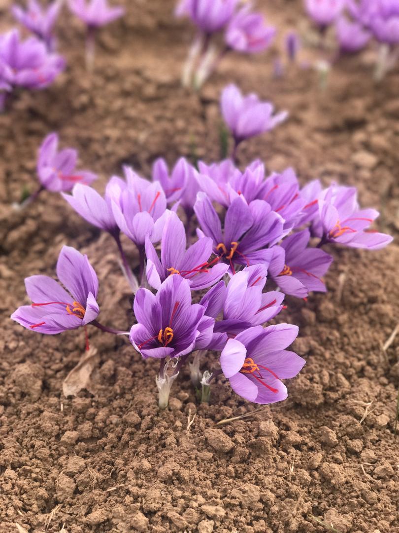 Pure Saffron Grade: Top Quality