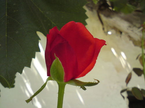 लाल गुलाब आपूर्ति करते हैं