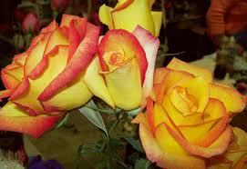 बाइकलर सर्कस गुलाब