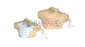Central Venous Catheterization Simulator