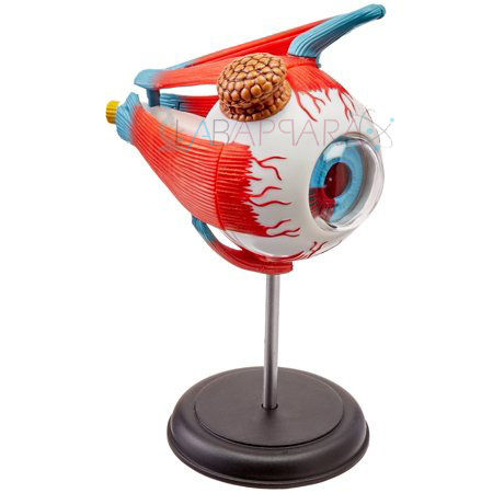 Eyeball Anatomy Model