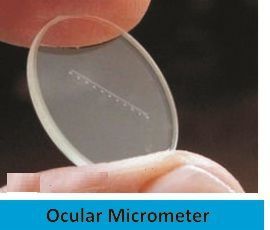 Ocular Micrometer Labappara - 19mm Round & 10mm Linear Scale | Permanently Etched, 100-Part Division, Easy to Clean, Fits 19mm Eyepieces