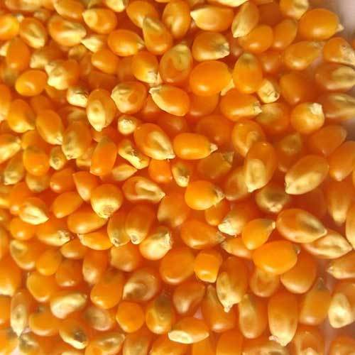 मीठा मकई
