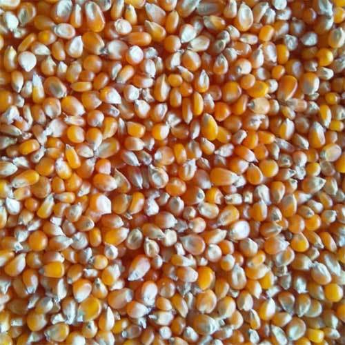 पॉपकॉर्न मक्का