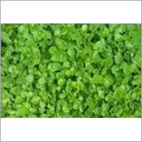 गोटुकोला (Centella Asiatica घास)