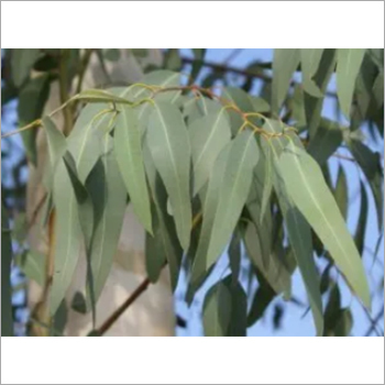 यूकेलिप्टस की पत्तियाँ
