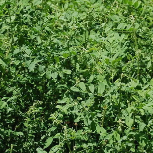 Herbal Product Indigo Leaves