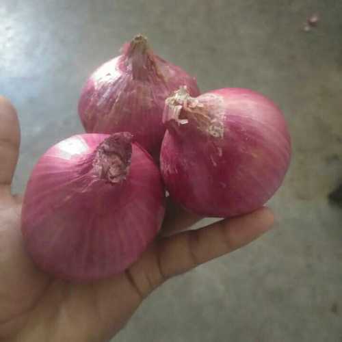 40-50 निर्यात प्याज