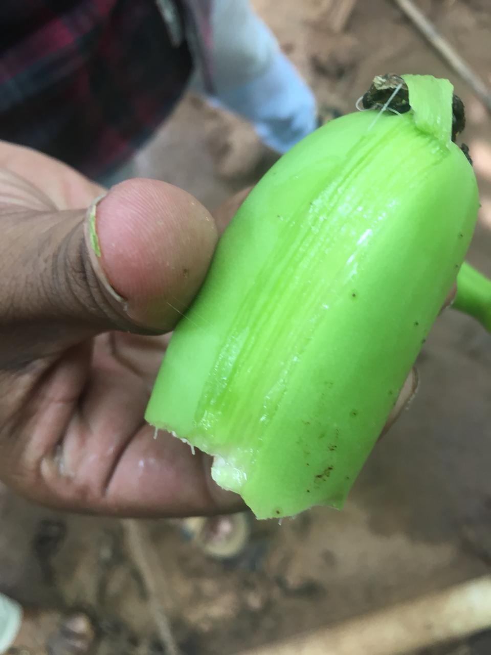 Cavendish Banana