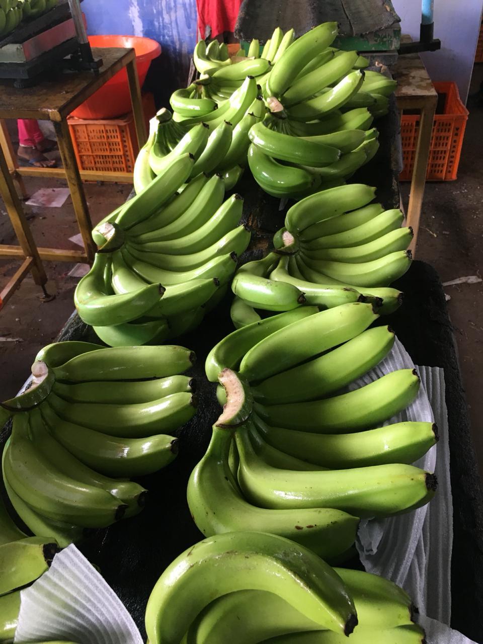 Cavendish Banana