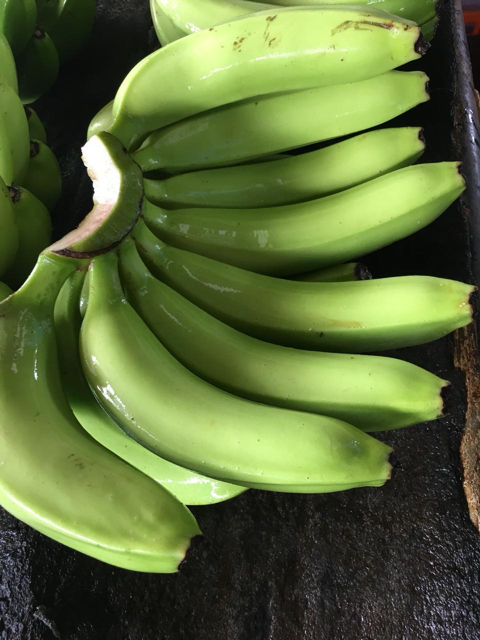 Cavendish Banana