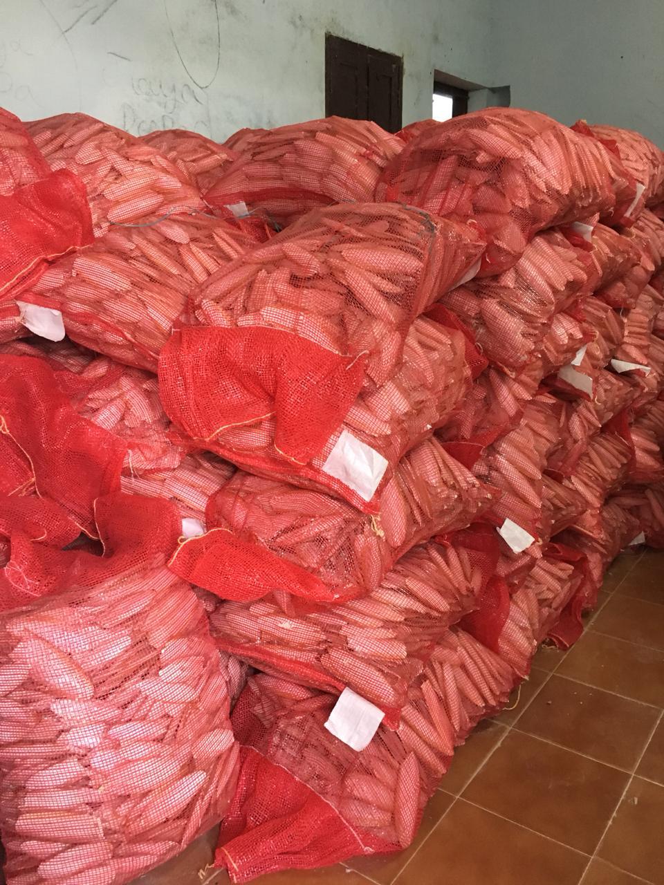 Cuttlefish Bone - Dried Decorative Piece, Fascinating Shapes & Remarkable Designs