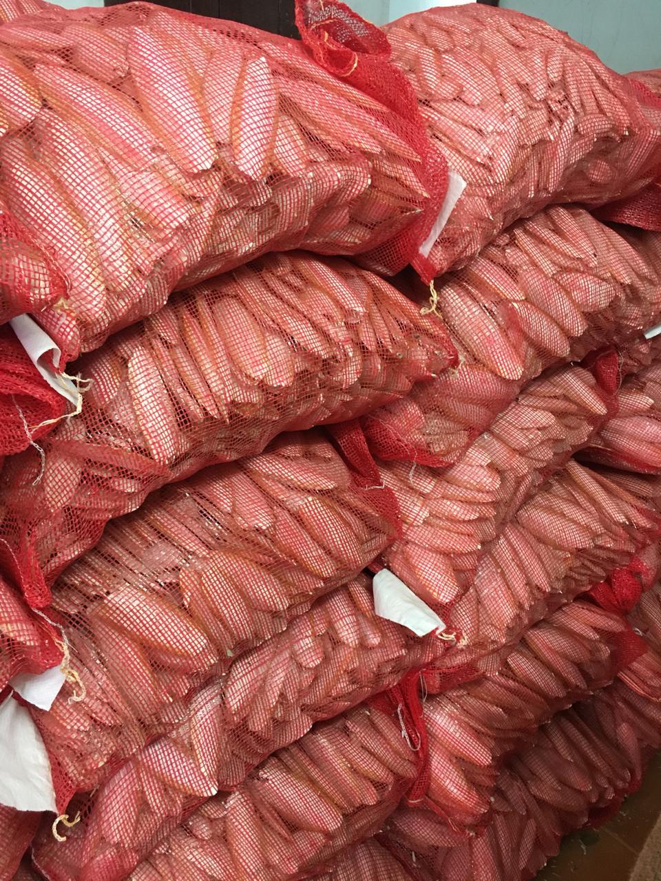 Cuttlefish Bone - Dried Decorative Piece, Fascinating Shapes & Remarkable Designs