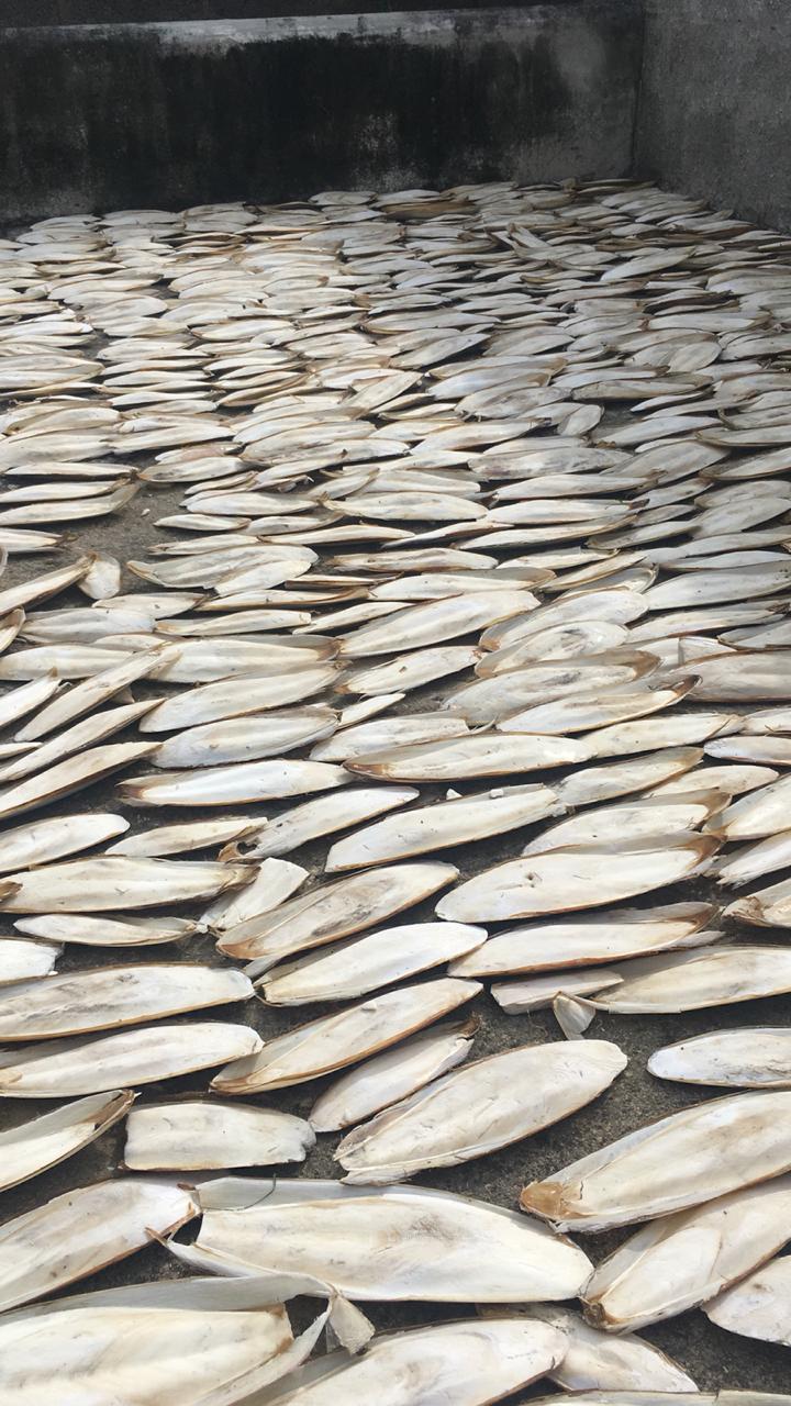 Cuttlefish Bone - Dried Decorative Piece, Fascinating Shapes & Remarkable Designs