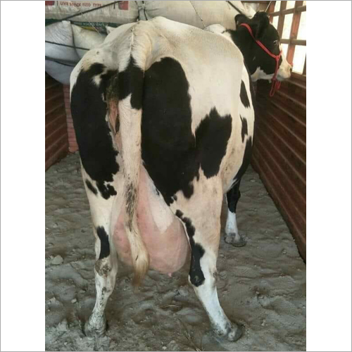 गैर गर्भवती हीफर गाय