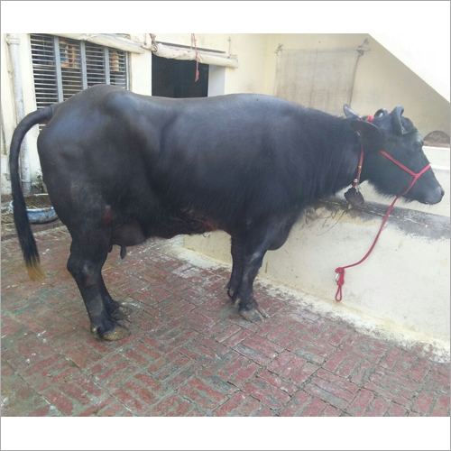 मुर्रा मादा भैंस