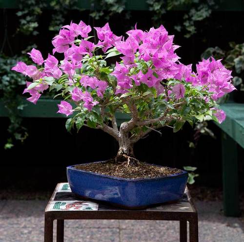 Pink Bonsai Tree Bougainvillea