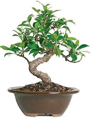 Plant Bonsai Tree Ficus