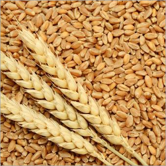 Whole Wheat Grain Broken Ratio (%): 4% Max