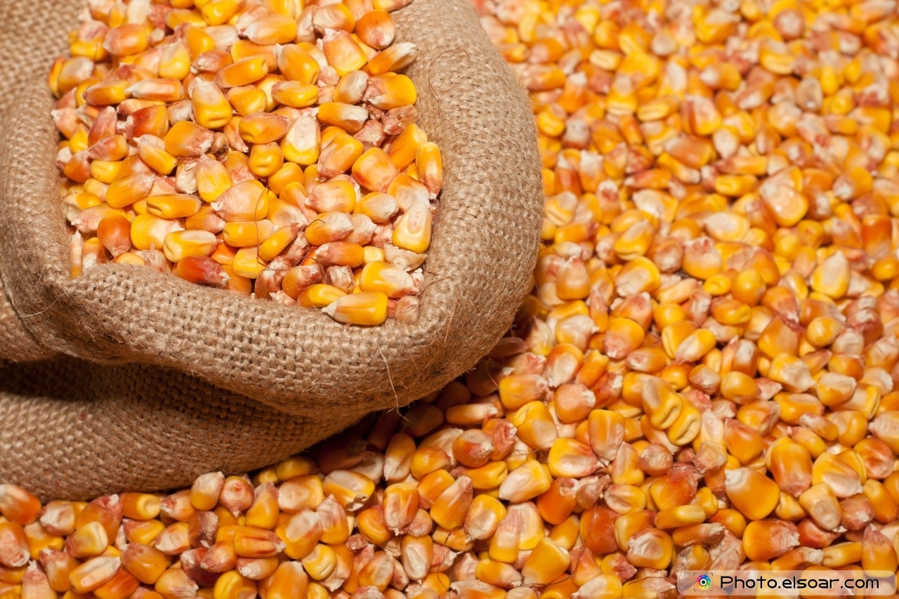 Yellow Maize - A Grade Dried Cereal Grain, Natural Dry Process, 96% Purity, Max 14% Moisture, 2% Admixture, 3% Broken Ratio, Crop Year 2018-2019