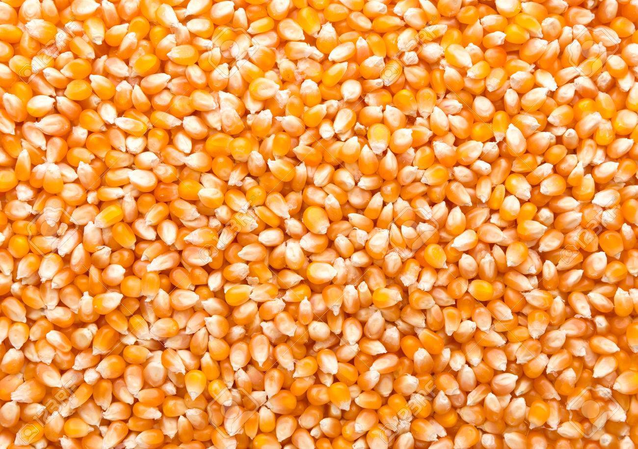 Yellow Maize - A Grade Dried Cereal Grain, Natural Dry Process, 96% Purity, Max 14% Moisture, 2% Admixture, 3% Broken Ratio, Crop Year 2018-2019
