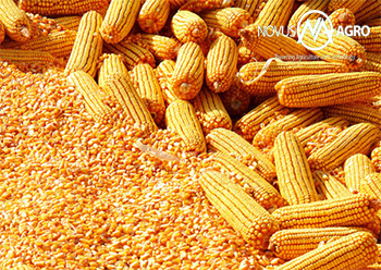 Yellow Maize - A Grade Dried Cereal Grain, Natural Dry Process, 96% Purity, Max 14% Moisture, 2% Admixture, 3% Broken Ratio, Crop Year 2018-2019