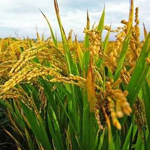 धान के बीज