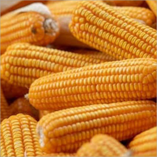 Natural Maize