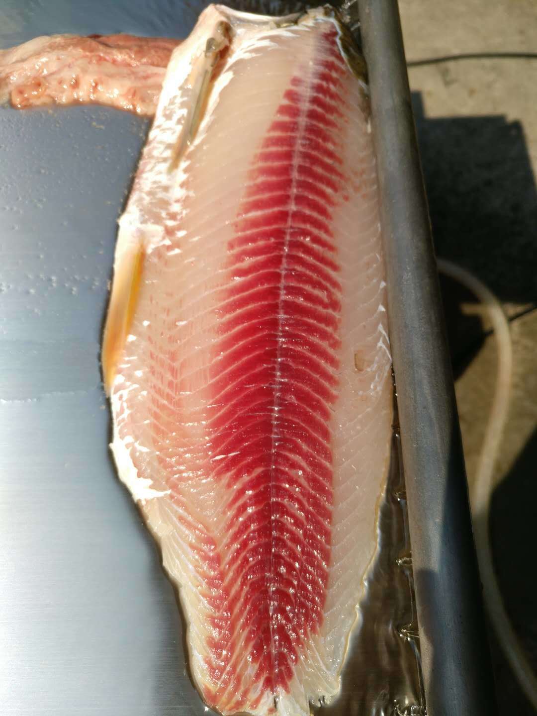Stainless Steel Fish Skin Peeling Machine