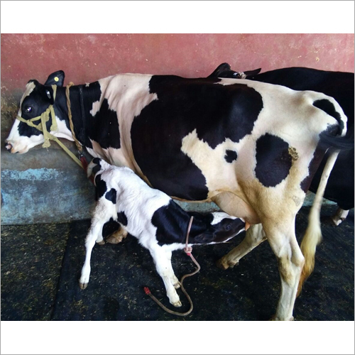 डेयरी एचएफ गाय