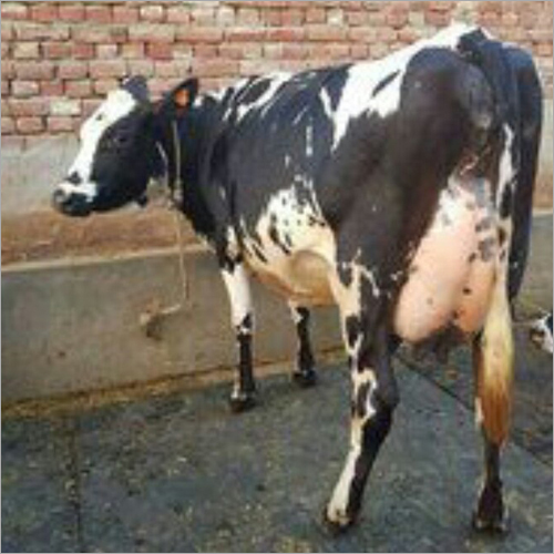 HF गाय
