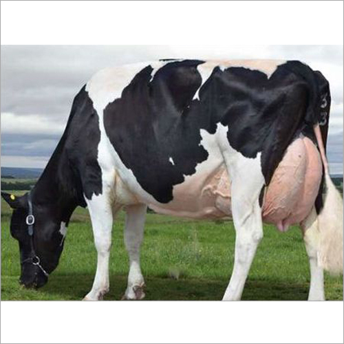Pure HF Cow - Holstein Friesian, 1,400 - 1,600 lbs, 48 - 52 inches Tall - Black and White Coat, Large Well-Attached Udder, 60 - 80 lbs Milk Production Daily, Longevity 8 - 10 Years