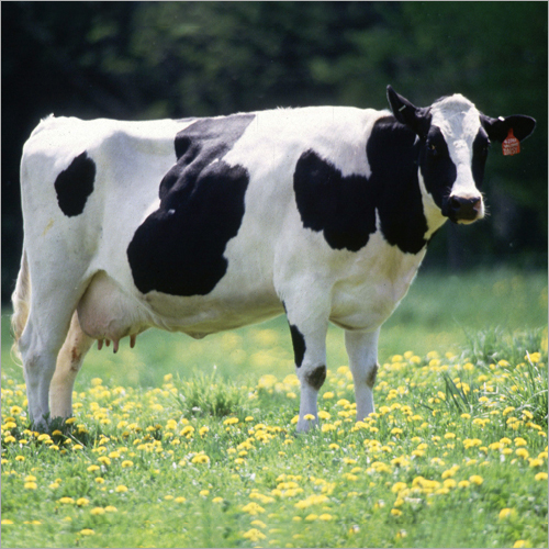 HF Breed Cow - Holstein Friesian, 600-800 kg Weight, 140-150 cm Height | Black and White Color, 6000-8000 L/year Milk Production, 15-20 Years Lifespan
