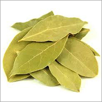 Green Bay Leaf