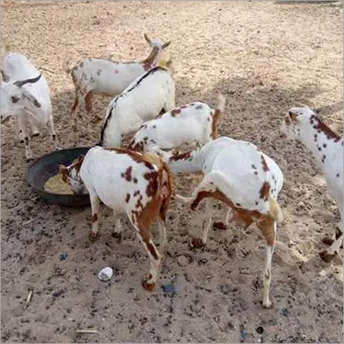 बारबरी बकरी