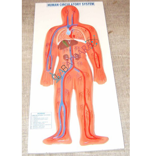 Human Circulatory System Labappara - Fiberglass Model, 9" x 22" & 18" x 36" Dimensions | Detailed Heart, Arteries, Aorta & Vena Cava Display