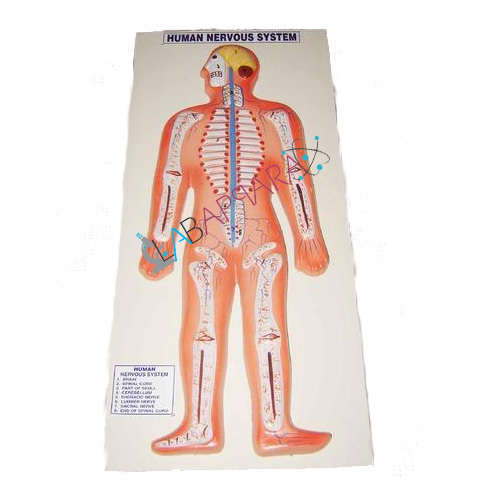 Human Nervous System Labappara - Fiberglass Model , Demonstrates Central and Peripheral Nervous System with Colored, Numbered Key Card and Base Mounted Display