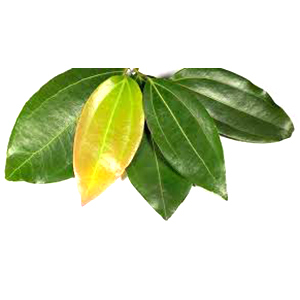 Cinnamon Leaf Grade: Food Grade