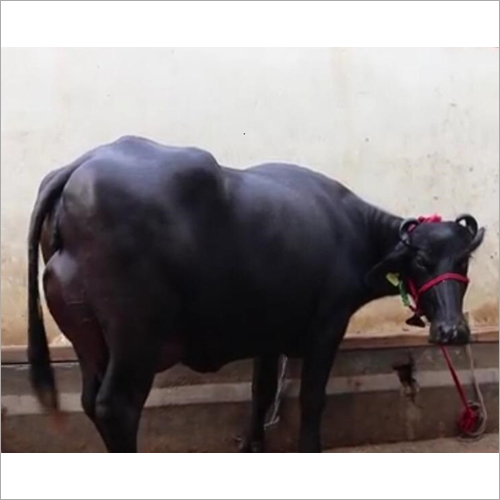 Pure Murrah Buffalo - 15-20 Liter Milk Capacity per Day | Female, Black Breed