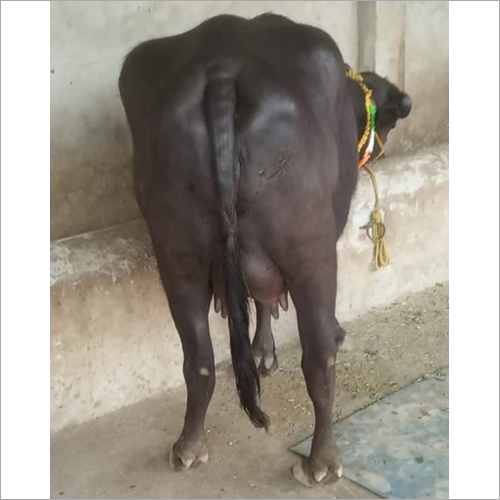 Black Murrah Buffalo Gender: Female
