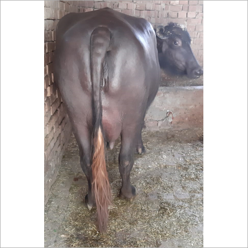 Black Indian Murrah Buffalo