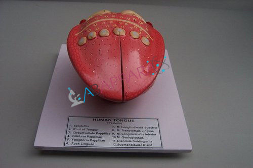 Fibre Glass Tongue Model Labappara