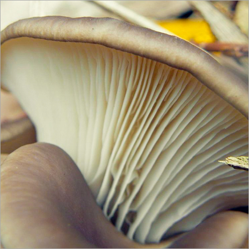 Organic Oyster Mushroom