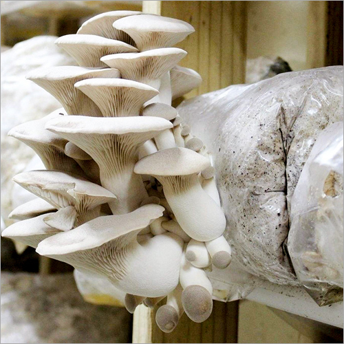 Organic Oyster Mushroom